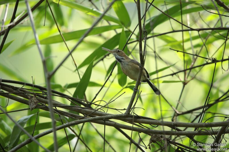 Trilling Gnatwren male adult breeding