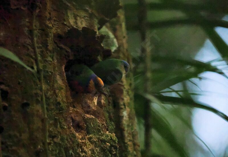 Red-breasted Pygmy Parrotadult breeding, Reproduction-nesting