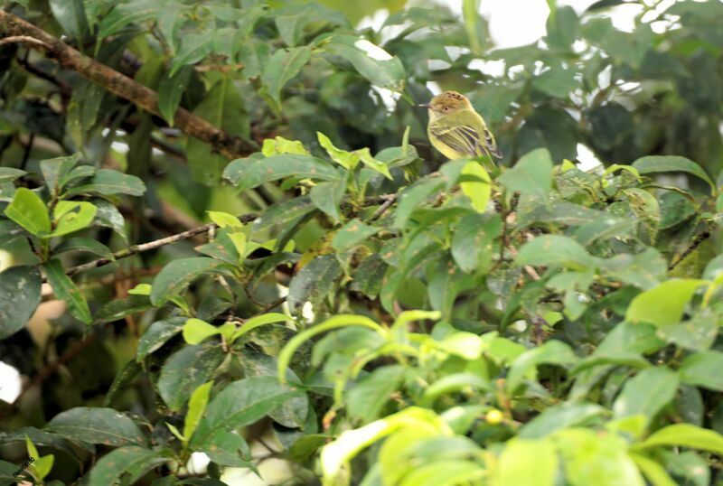 Scale-crested Pygmy Tyrantadult