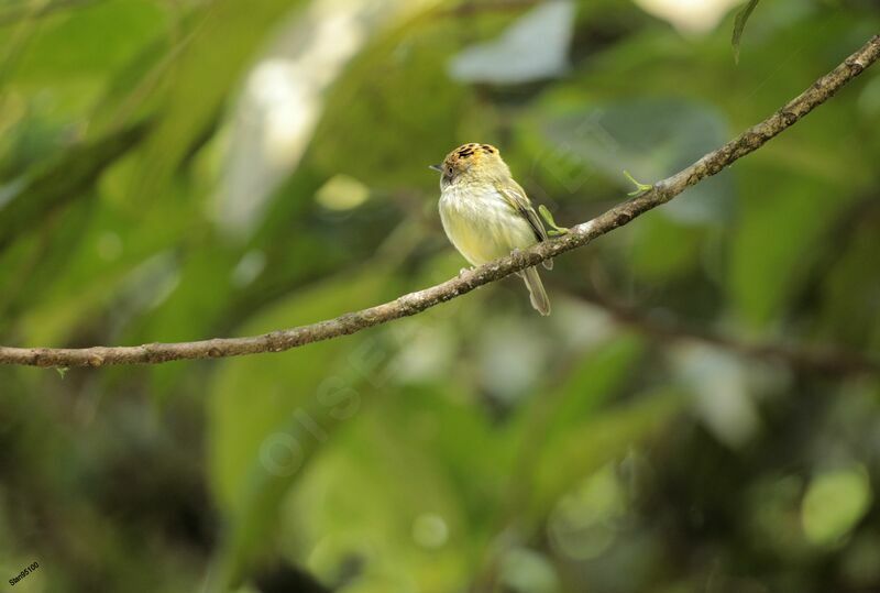 Scale-crested Pygmy Tyrantadult