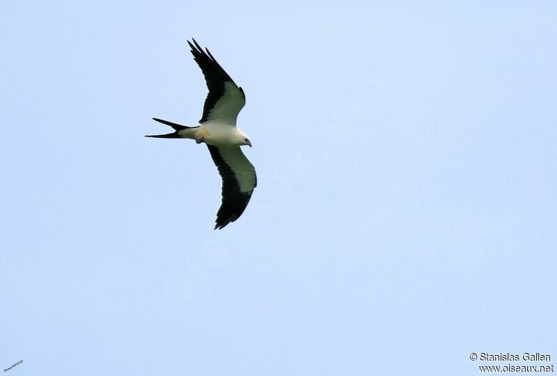 Swallow-tailed Kiteadult, Flight