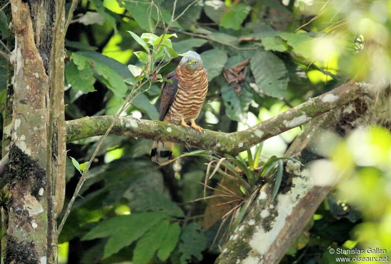 Hook-billed Kite female adult