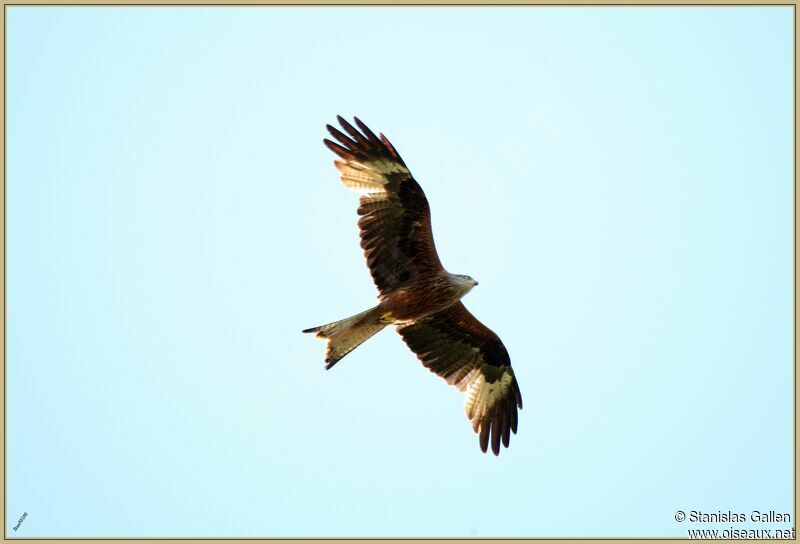 Red Kiteadult, Flight