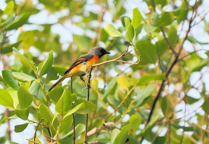 Small Minivet male adult