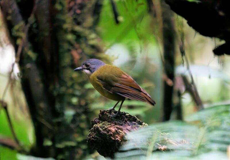 Green-backed Robin male adult breeding