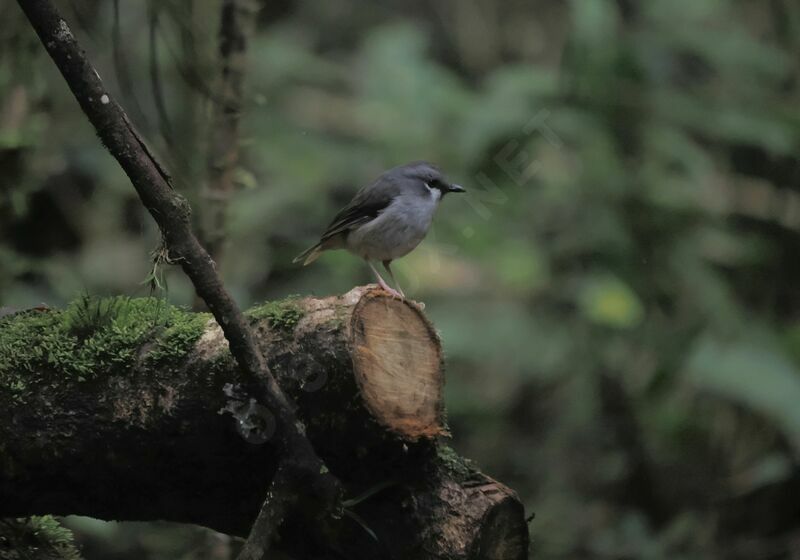 Ashy Robin male adult