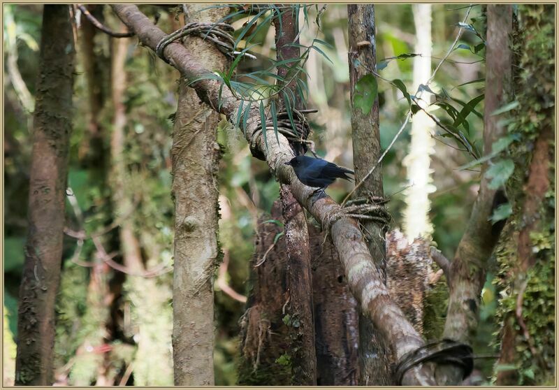 Slaty Robin male adult