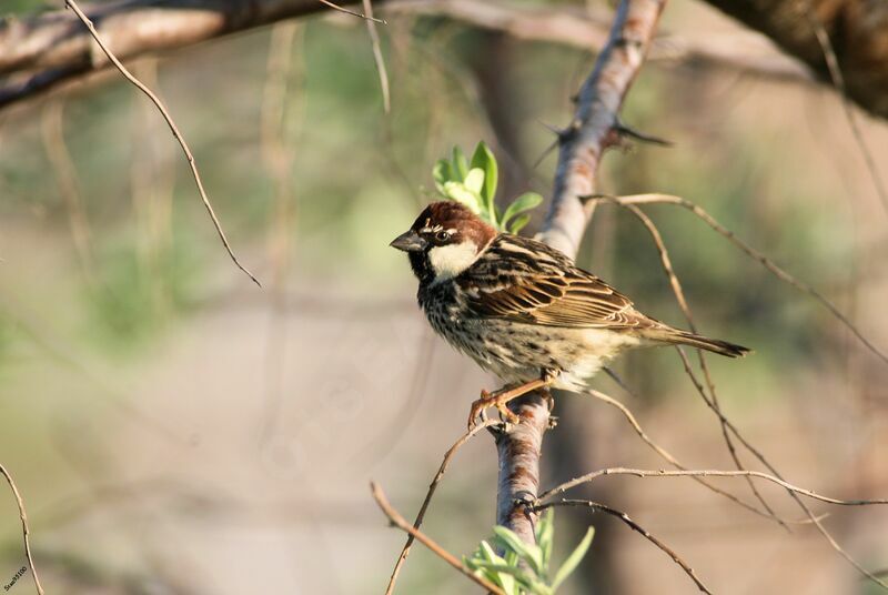 Moineau espagnol mâle adulte nuptial