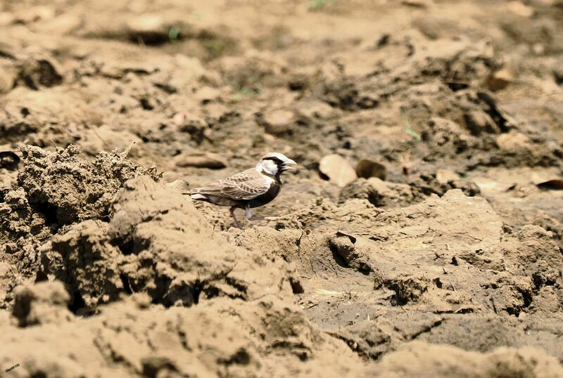 Ashy-crowned Sparrow-Lark male adult, walking