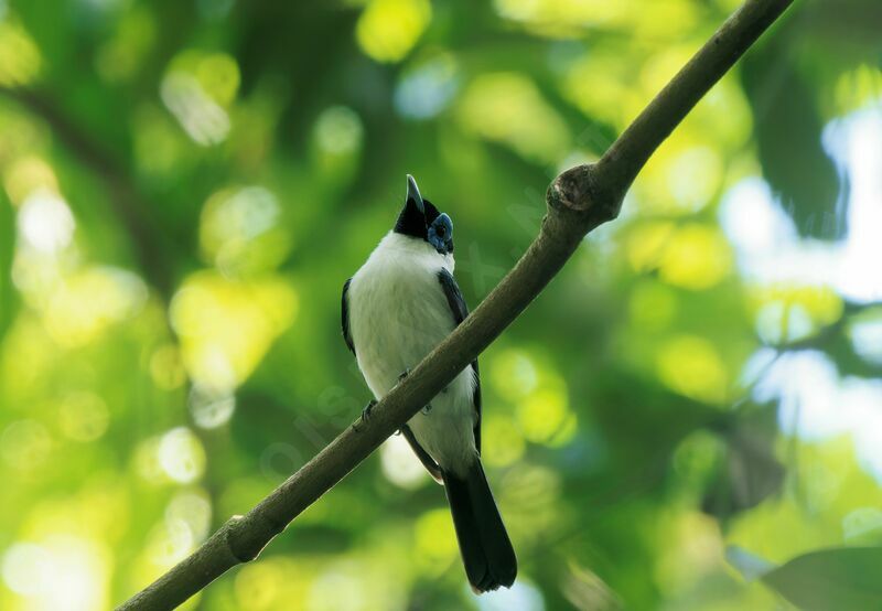 Frilled Monarch male adult breeding