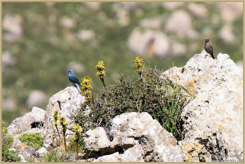 Blue Rock Thrush