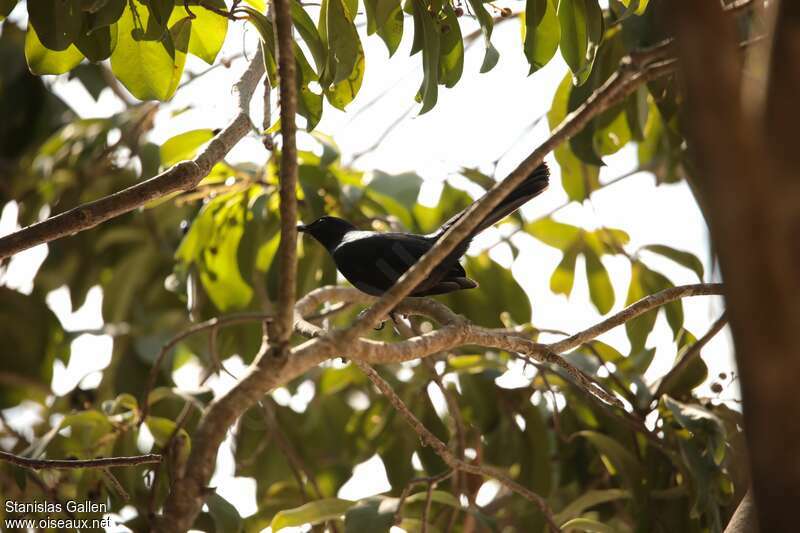 Black Catbirdadult, habitat