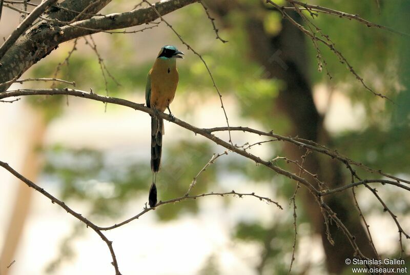 Motmot caraïbeadulte