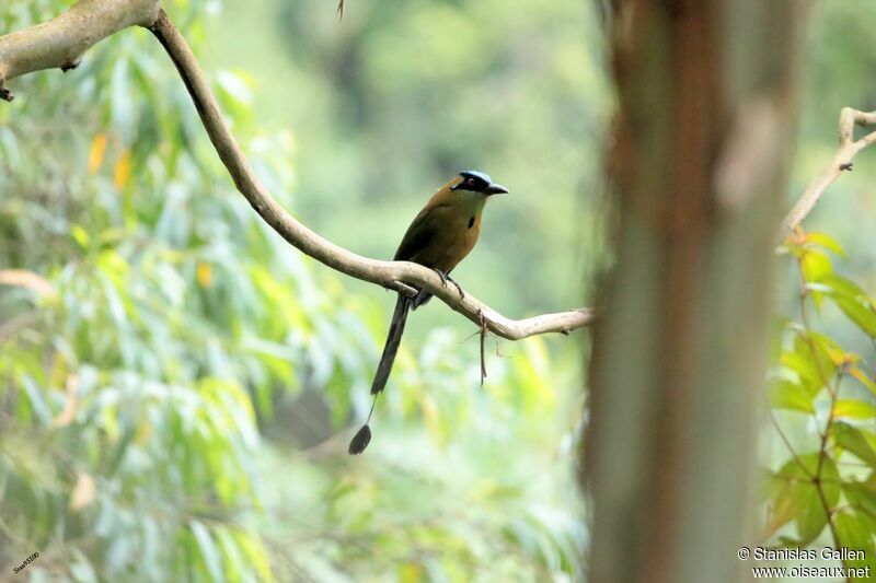 Motmot d'Équateur