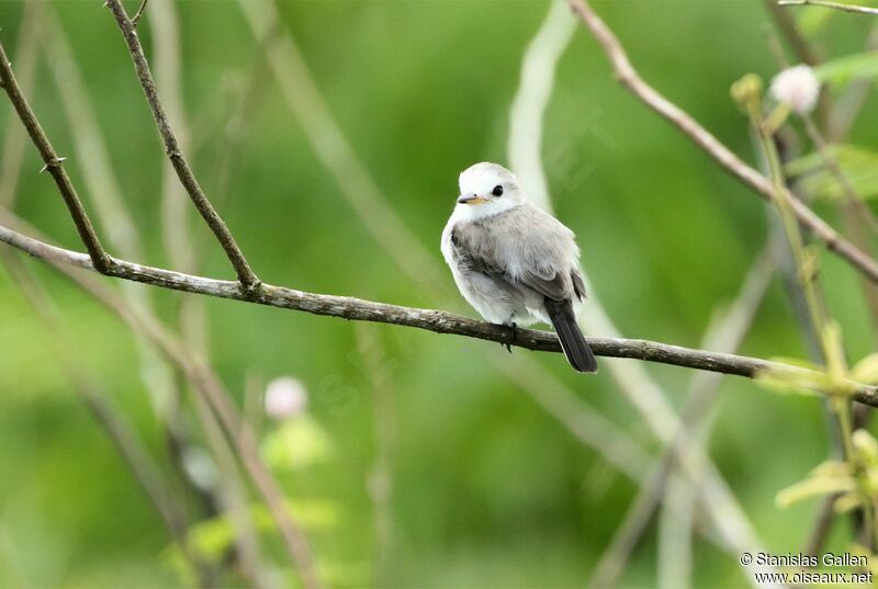 White-headed Marsh Tyrant female adult breeding