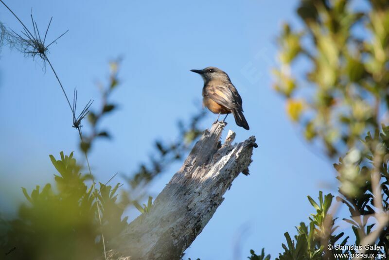 Santa Marta Bush Tyrantadult