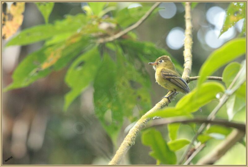 Yellowish Flycatcheradult