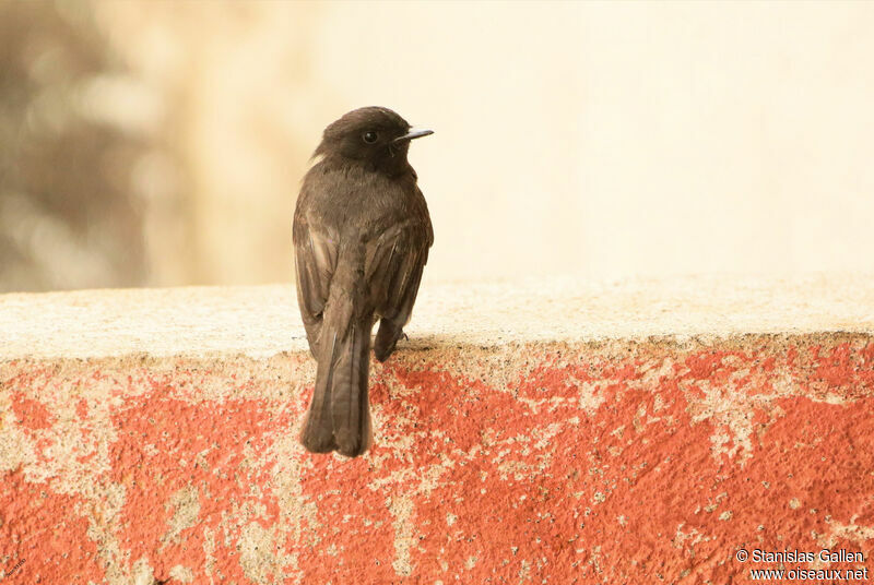 Black Phoebe male adult breeding, close-up portrait