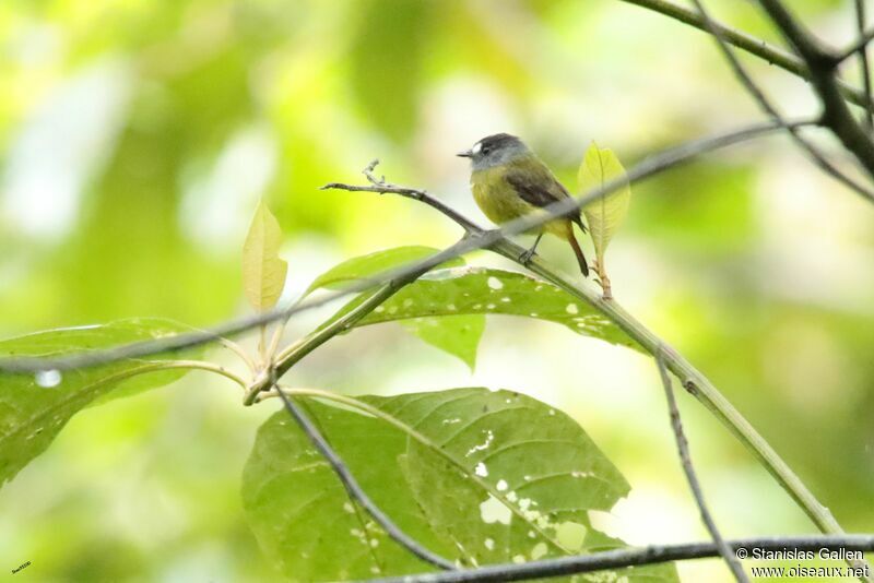 Ornate Flycatcher male adult