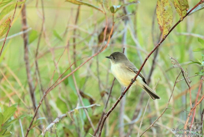 Eastern Phoebeadult