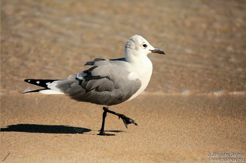 Laughing Gulladult post breeding, identification, walking