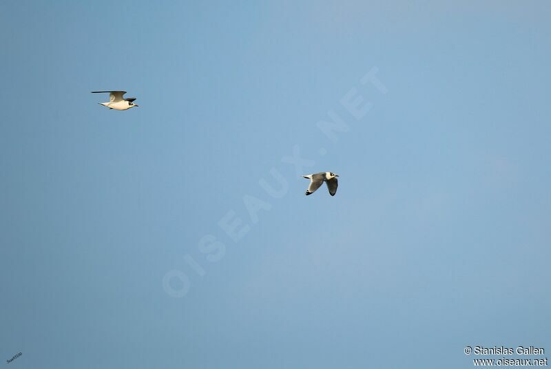 Mouette de Franklinadulte transition, Vol