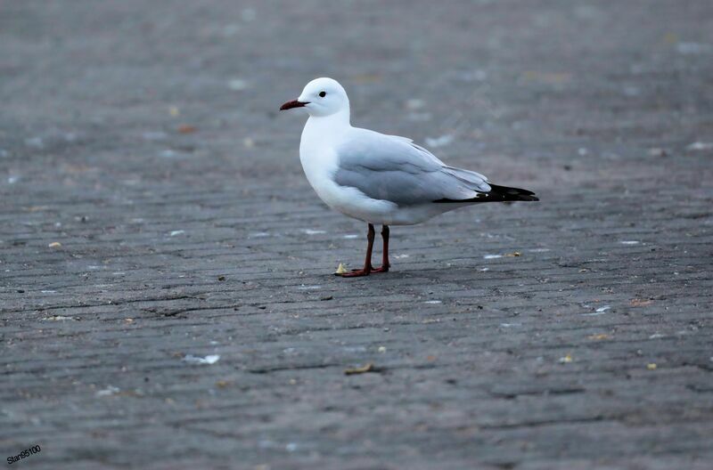 Mouette de Hartlaubadulte internuptial