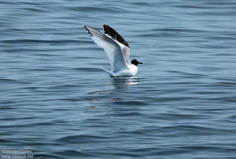 Mouette de Sabineadulte transition, identification, nage