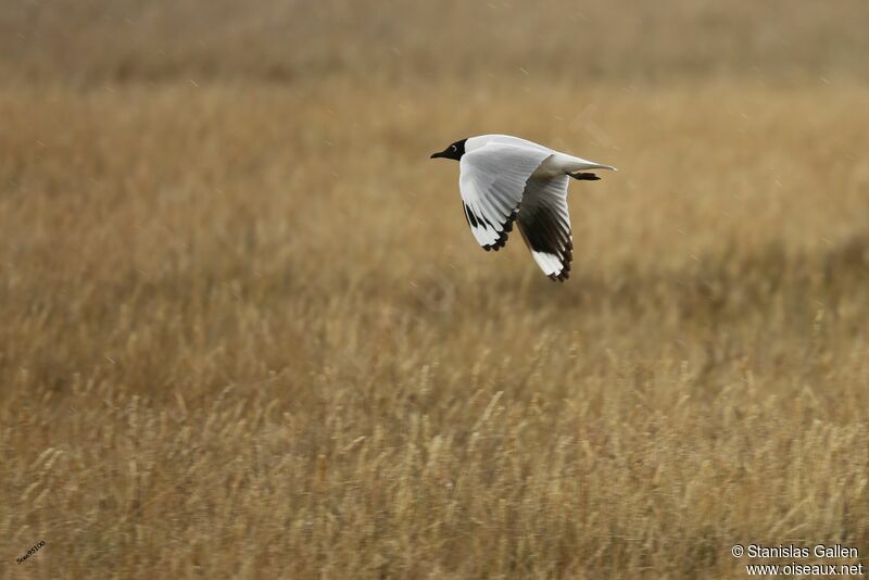 Andean Gulladult breeding, Flight