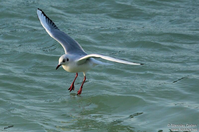 Black-headed Gulladult post breeding, Flight