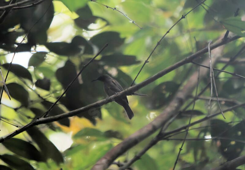 Papuan Black Myzomela female adult