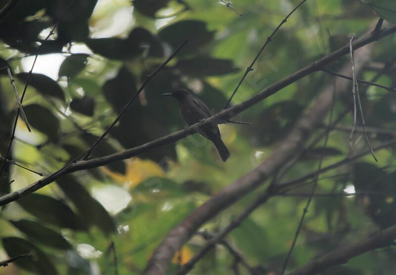 Papuan Black Myzomela female adult