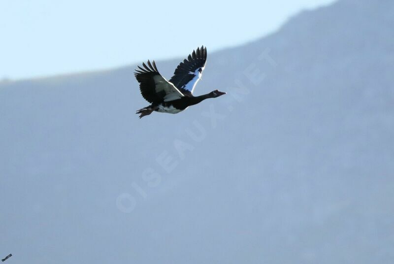 Spur-winged Gooseadult, Flight