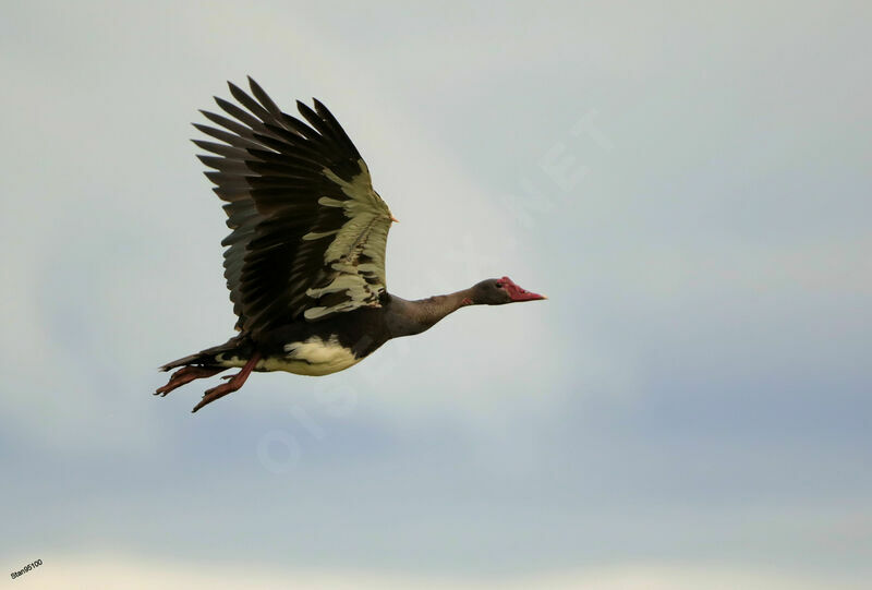 Spur-winged Gooseadult, close-up portrait