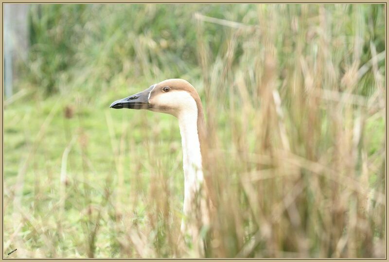 Swan Gooseadult