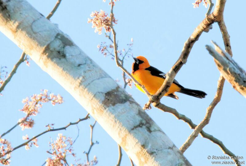 Oriole à gros bec mâle adulte nuptial