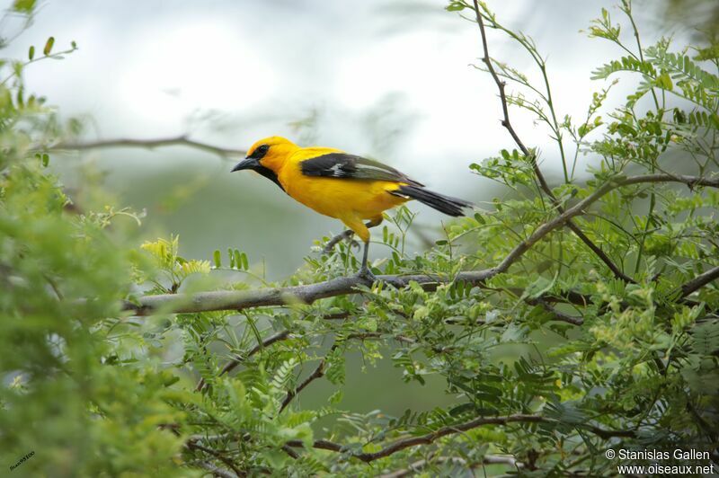 Yellow Oriole male adult breeding