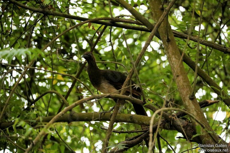 Rufous-headed Chachalacaadult