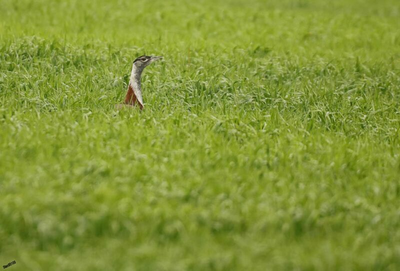 Denham's Bustard male adult breeding, walking