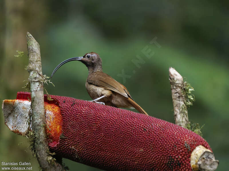 Black-billed Sicklebill female adult, eats