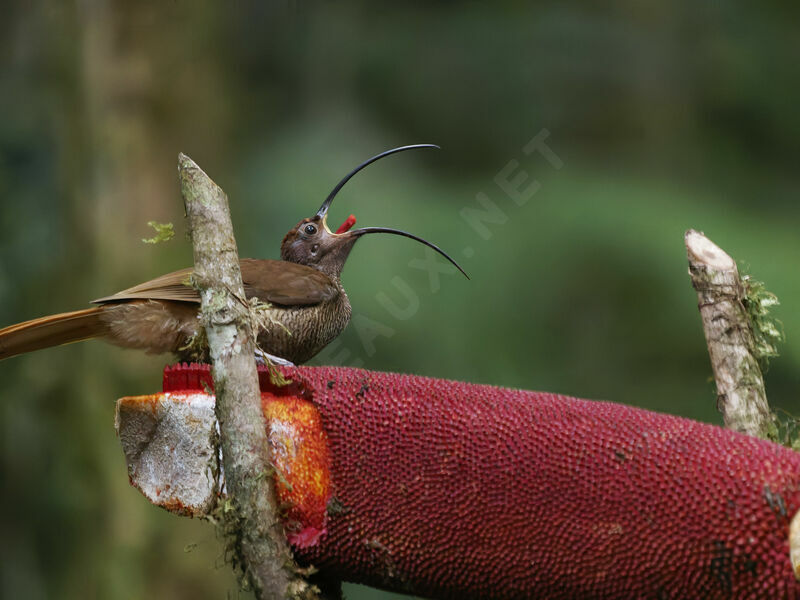 Black-billed Sicklebill female adult, eats