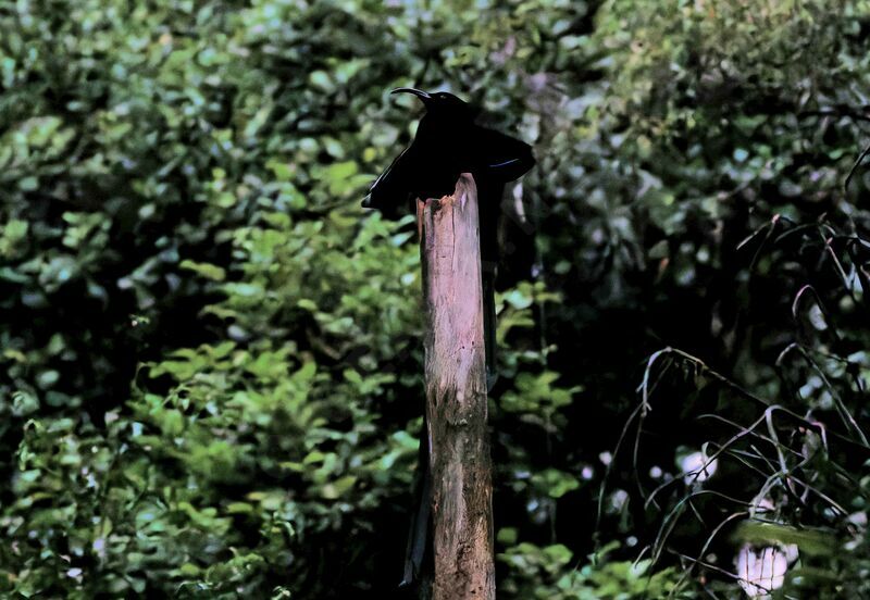 Black Sicklebill male adult breeding, courting display