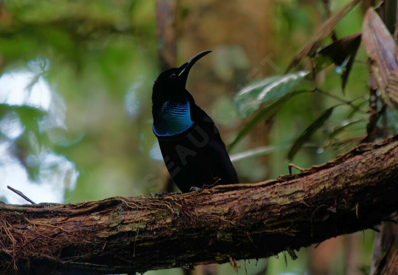 Magnificent Riflebird male adult breeding, courting display