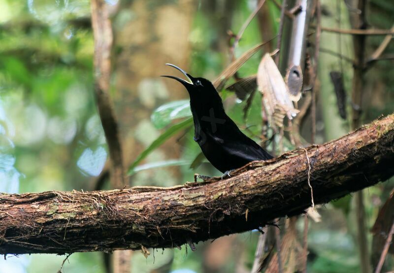 Magnificent Riflebird male adult breeding, courting display, song