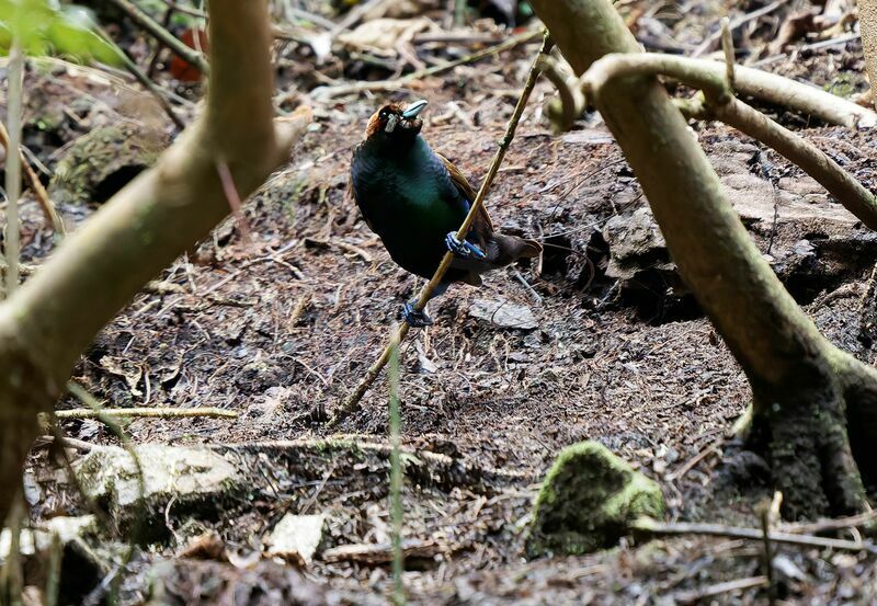 Magnificent Bird-of-paradise male adult breeding, courting display