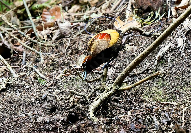 Magnificent Bird-of-paradise male adult breeding, courting display