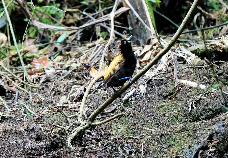 Magnificent Bird-of-paradise male adult breeding, courting display