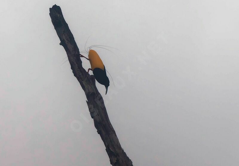 Twelve-wired Bird-of-paradise male adult breeding, courting display