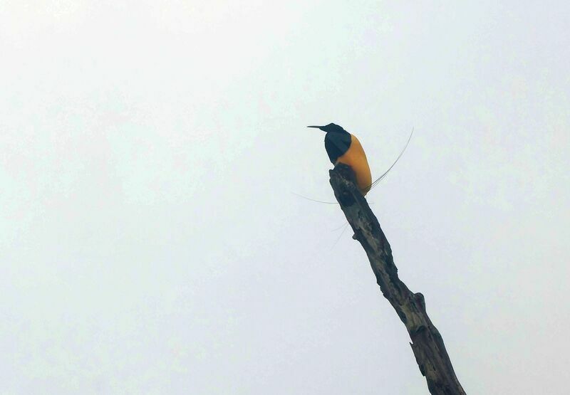 Twelve-wired Bird-of-paradise male adult breeding, courting display