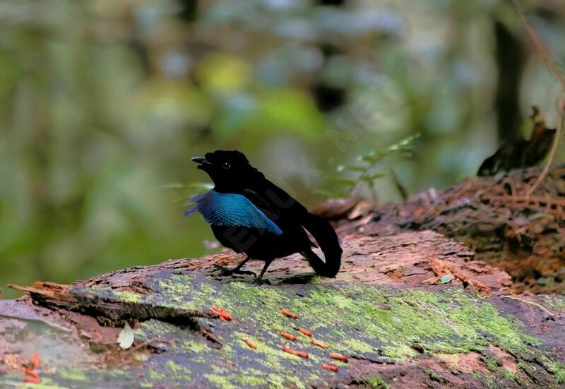 Crescent-caped Lophorina male adult breeding, courting display